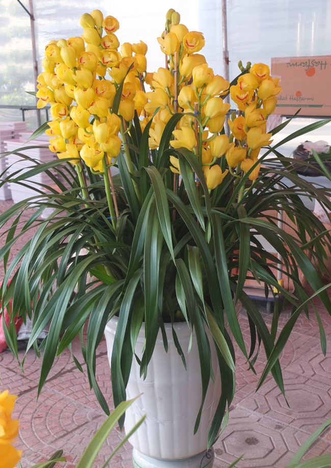 Chậu hoa địa lan đẹp chưng tết