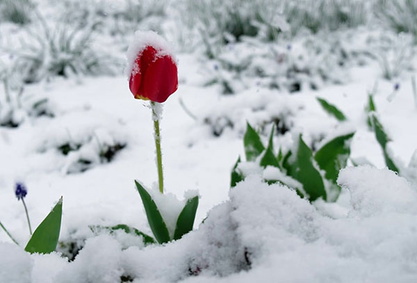 Giai thoại về hoa tulip