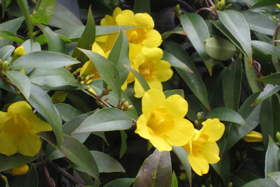 Giống hoa nhài Jasminum fruticans