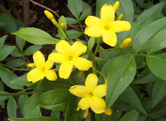 Giống hoa nhài Jasminum parkeri