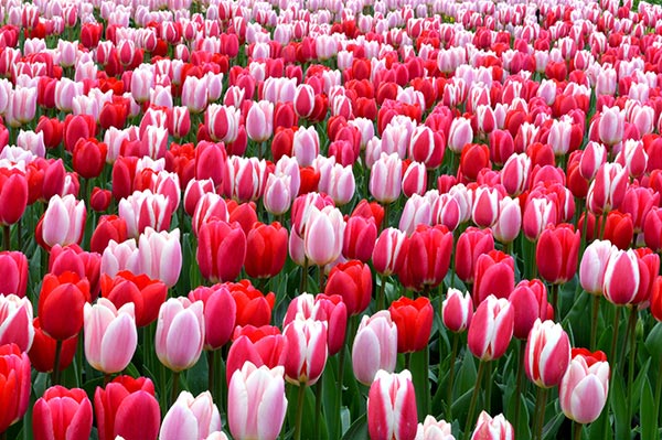 hoa tulip hồng