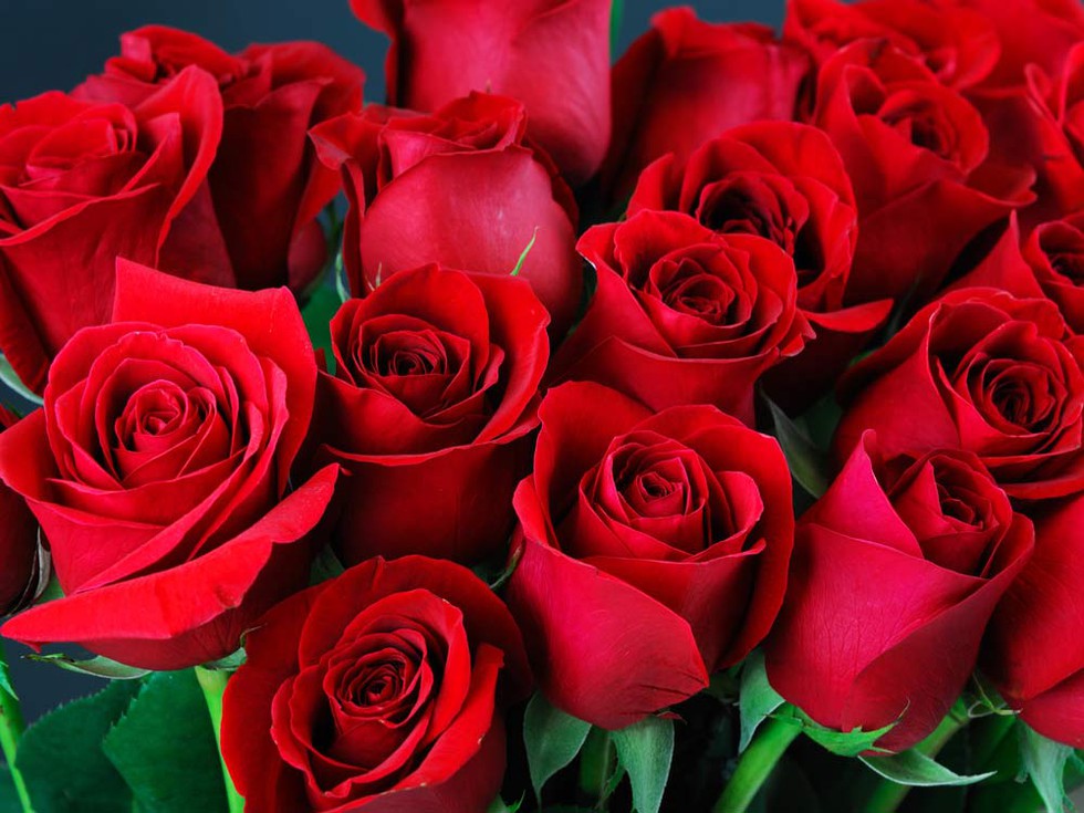 Hiểu rõ ý nghĩa của hoa hồng đỏ