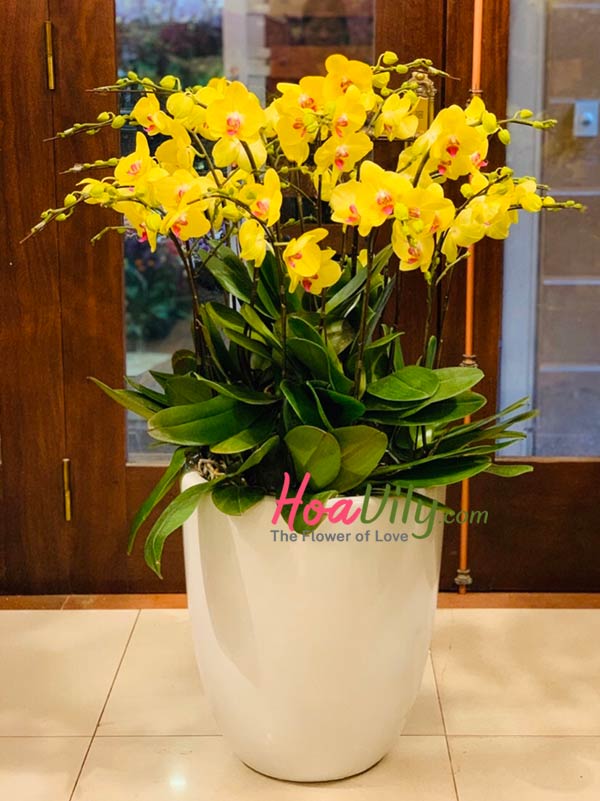 Chậu lan hồ điệp vàng - Rực rỡ đón xuân