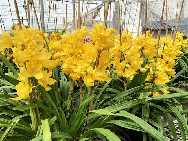 Nguồn gốc hoa địa lan vàng
