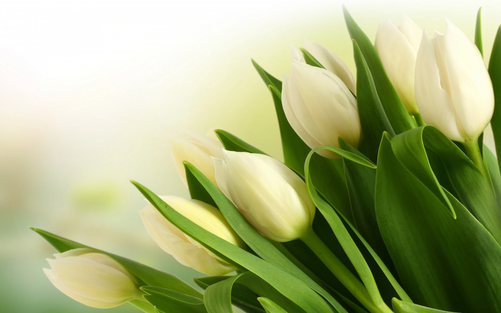 Tải ảnh nền máy tính hình hoa tulip đẹp