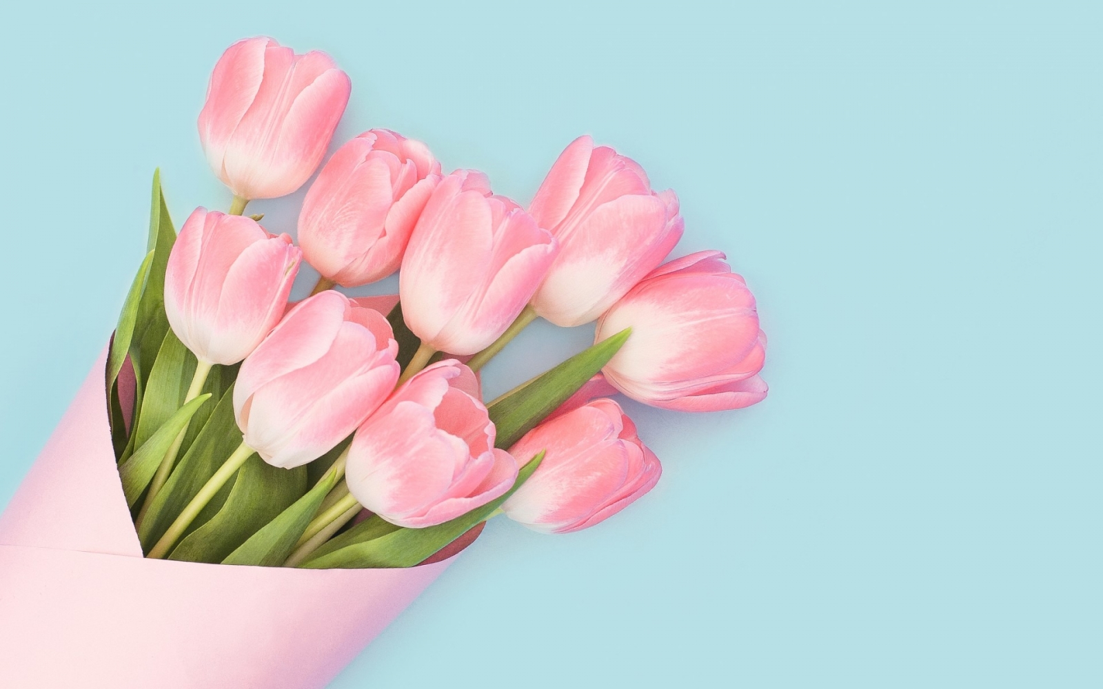 Sưu tâm hình nền hoa tulip xinh