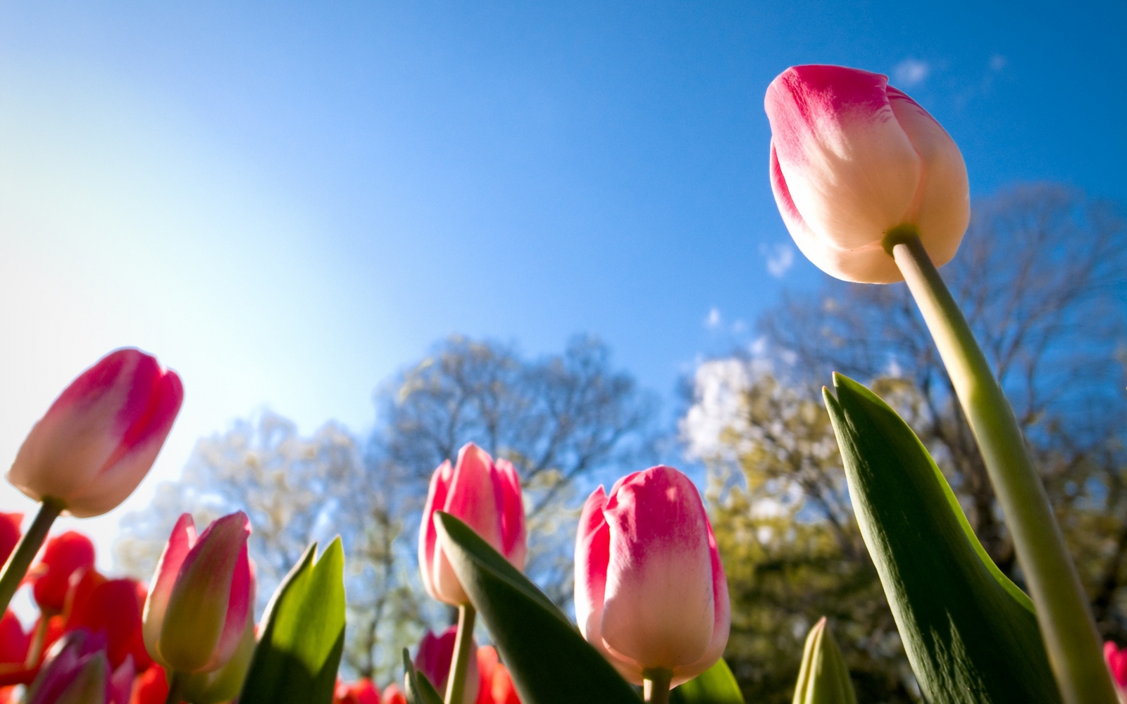 Ảnh nền bông hoa tulip đẹp nhất