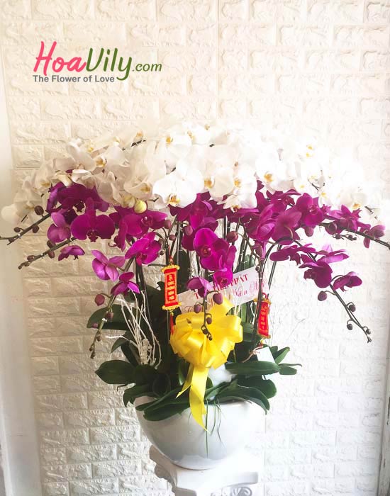 Chậu hoa lan hồ điệp nhiều màu mang lại cảm giác mới mẻ hơn