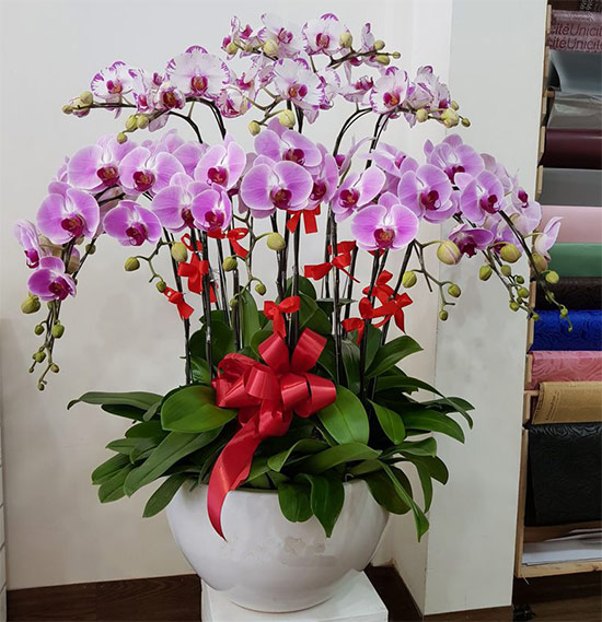 Chậu lan hồ điệp đột biến mang đến sự tinh tế và thanh lịch