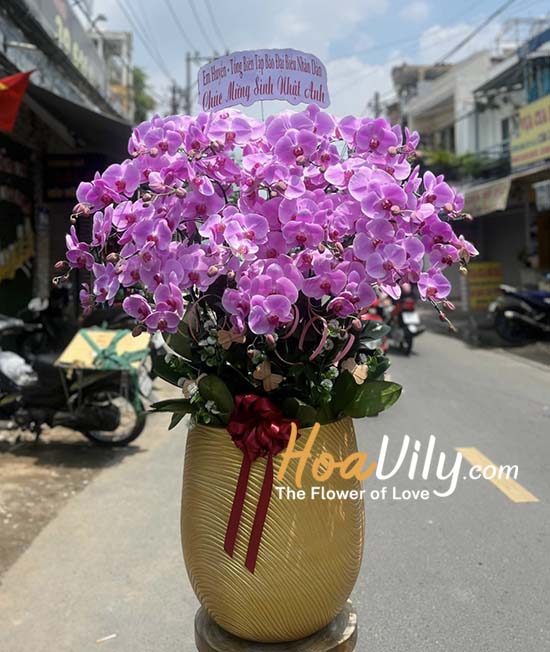 Chậu lan hồ điệp hồng - Trái ngọt