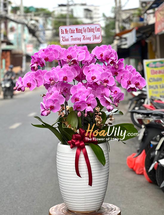 Chậu lan hồ điệp hồng - Đại phú đại phát