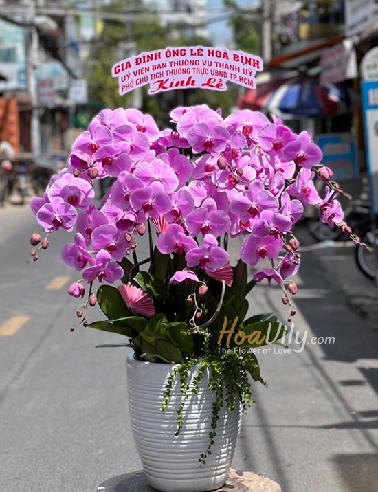 Chậu lan hồ điệp hồng - Phúc duyên tràn đầy