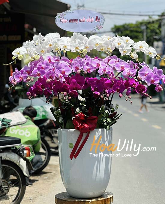 Chậu lan hồ điệp kết hợp - Thành công lớn