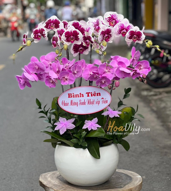 Hoa sinh nhật sang trọng từ lan hồ điệp