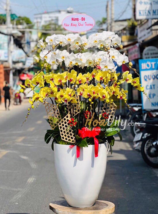 Chậu lan hồ điệp kết hợp - Quanh năm phát tài
