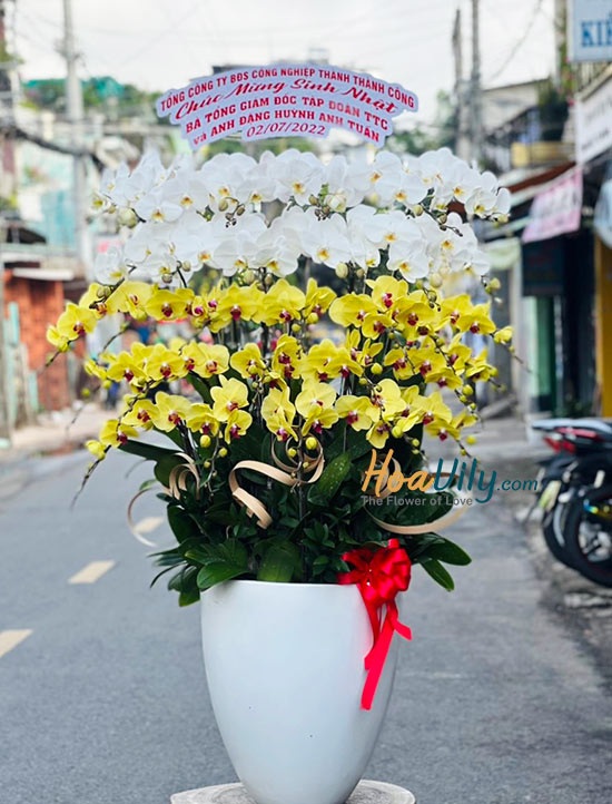Chậu lan hồ điệp kết hợp 30 cành