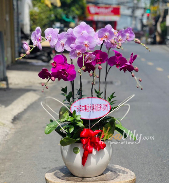 Chậu lan hồ điệp vàng tím kết hợp - Tiền tài đại cát