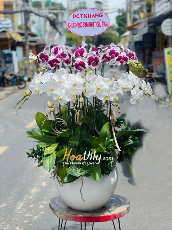 Chậu lan hồ điệp kết hợp - Hào quang