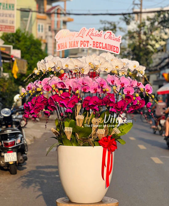 Chậu lan hồ điệp kết hợp 30 cành - Hạnh phúc đa tầng