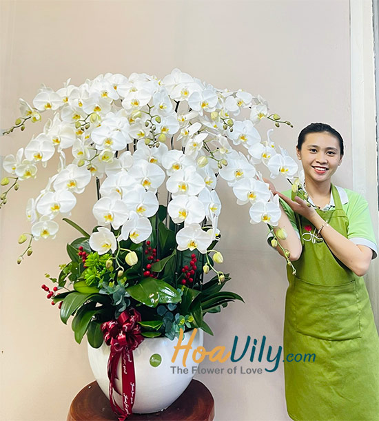 Chậu lan hồ điệp trắng - Tương lai huy hoàng