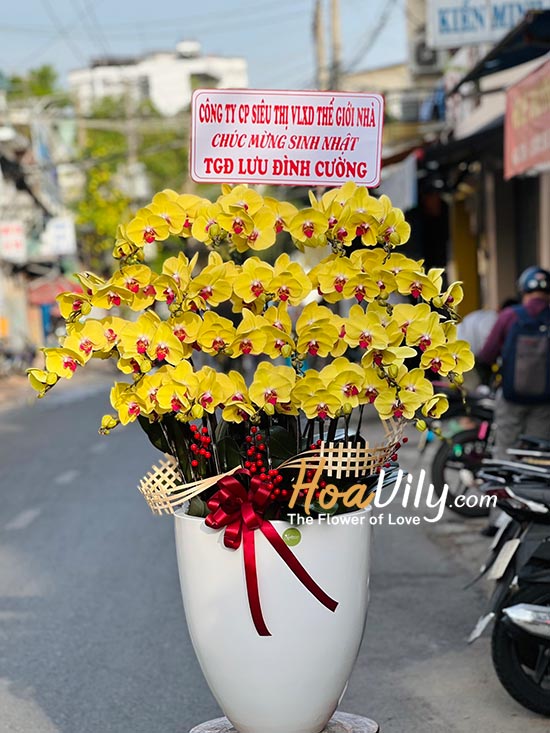 Chậu lan hồ điệp vàng - Khởi đầu rực rỡ