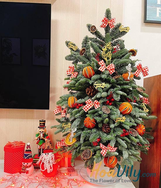 Hoa giáng sinh - Noel an lành
