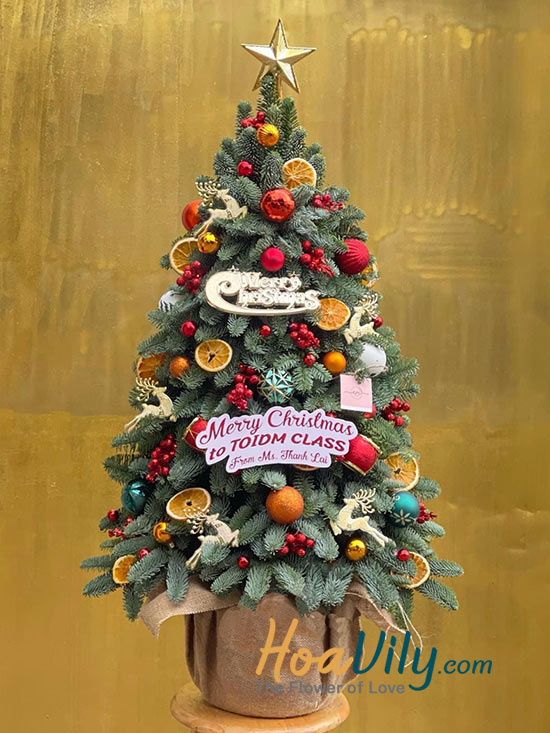 Hoa giáng sinh - Happy Winter