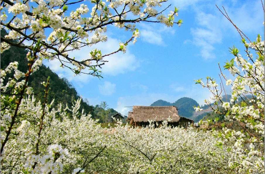 Hoa ban là biểu tượng của tình yêu chân thành và thủy chung