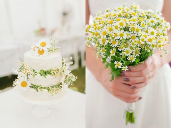 Cúc họa mi mộc mạc nhưng thanh tao nơi lễ đường 