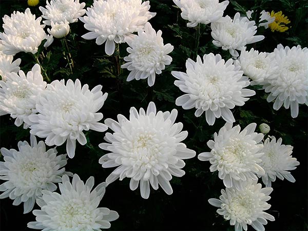 Hoa cúc trắng chia buồn