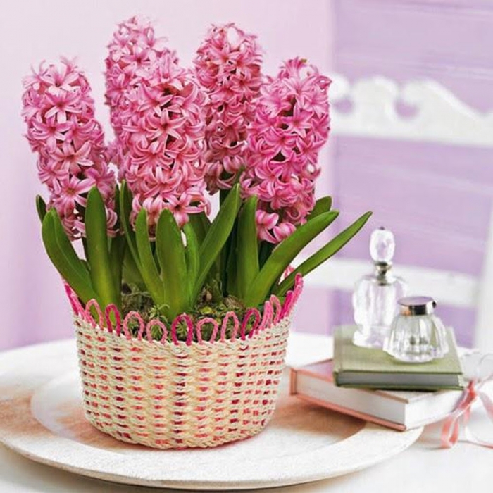Tặng ai đó một chậu hoa dạ lan hương thay lời xin lỗi 