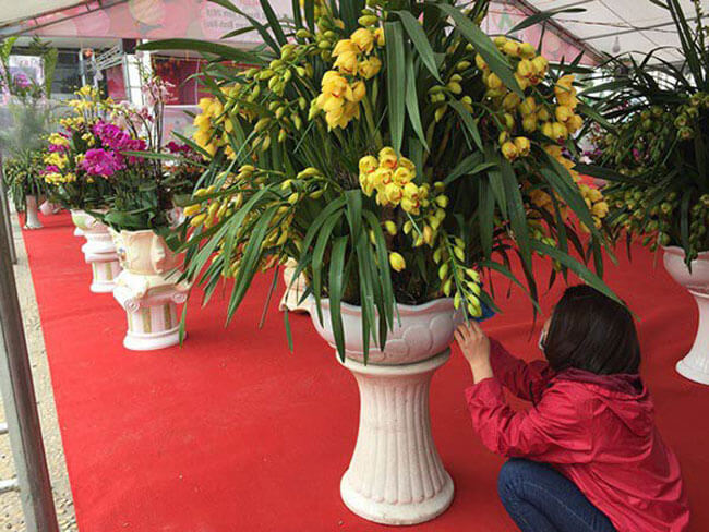 Chậu địa lan Tết