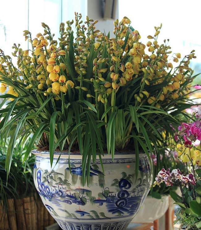 Chậu cây địa lan kiếm