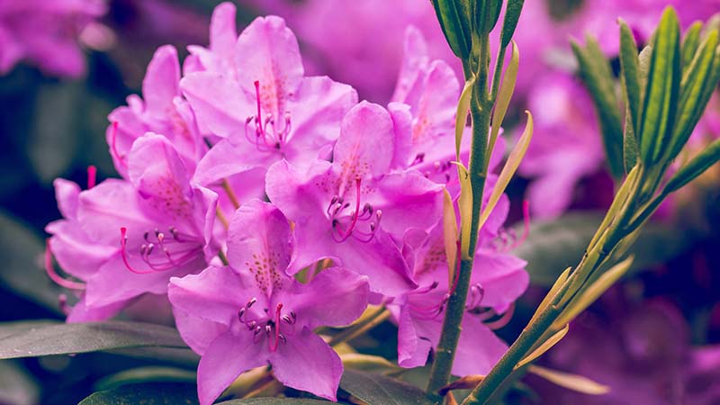 Hình ảnh bông hoa đỗ quyên tím nở rộ đẹp nhất