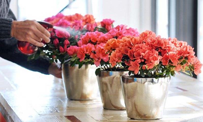 Hoa đỗ quyên trang trí nhà cửa ý nghĩa