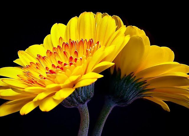 Hoa đồng tiền đỏ có ý nghĩa tình yêu thắm đợm