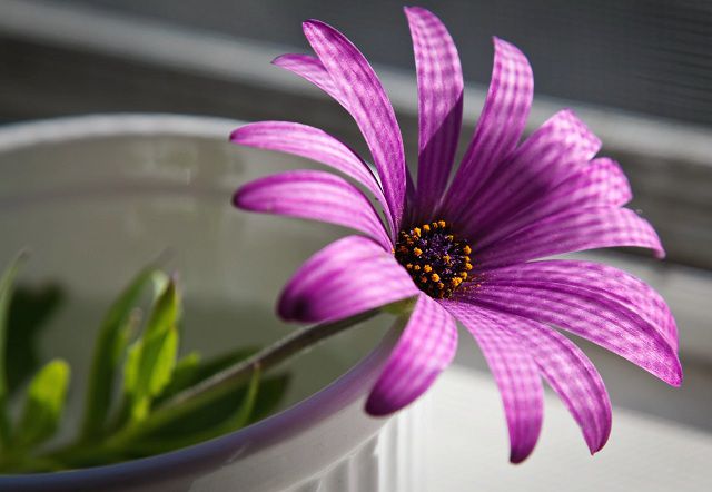 ý nghĩa hoa đồng tiền màu tím thể tình yêu thủy chung