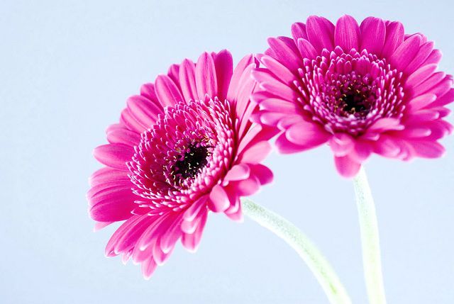 Hoa đồng tiền màu hồng có ý nghĩa tình yêu nhẹ nhàng