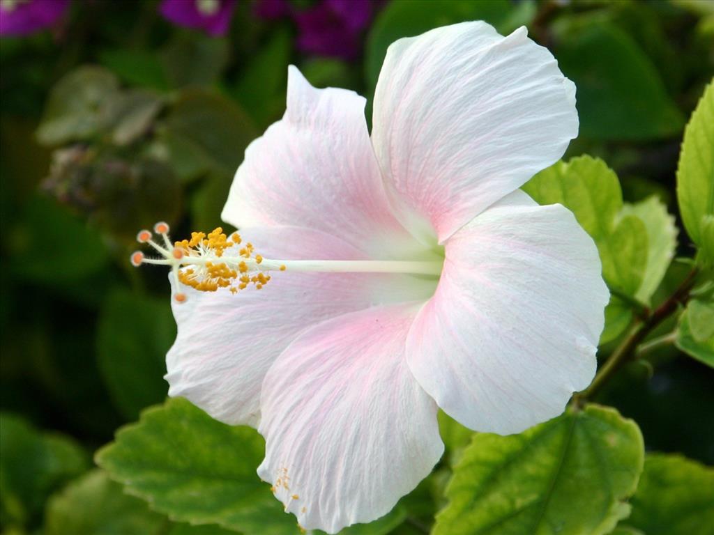 Ý nghĩa màu trắng hoa dâm bụt