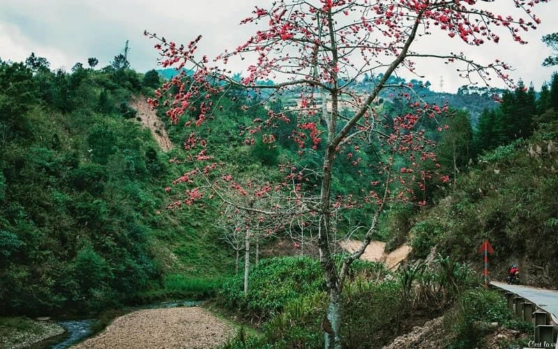 Hoa gạo mọc hai bên con đường