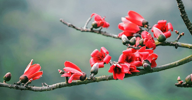 Hoa gạo nở vào tháng 3