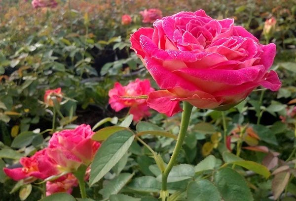 Hồng Sa Đéc trên đất Việt Nam cũng không thua mấy với hồng ecuador
