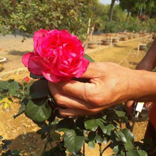 Bông hồng đỏ thân gỗ Trung Quốc