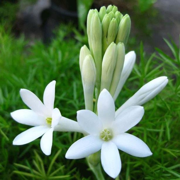 Hình ảnh hoa huệ đơn