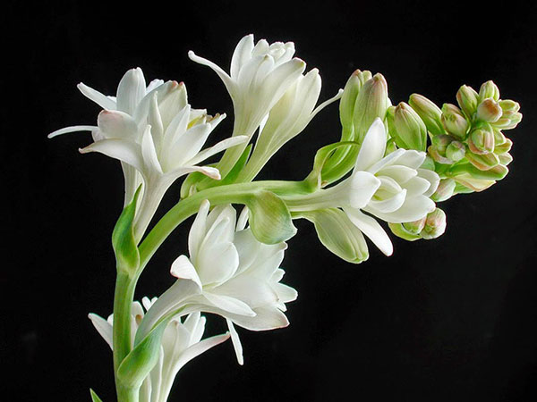 Hoa huệ chia buồn đám tang 