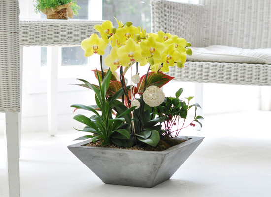 lan hồ điệp màu vàng chậu đá