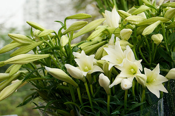 Hoa loa kèn chia buồn tang lễ