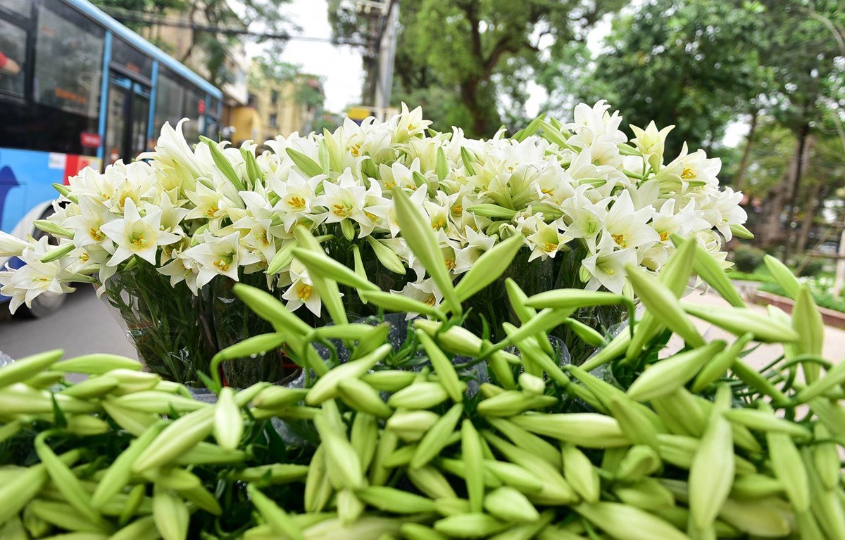 Những cung đường nhuốm đầy sắc hoa loa kèn