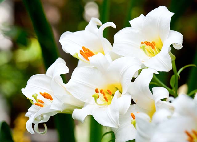 Bó hoa loa kèn đem đến vẻ đẹp dịu ngọt cho tháng 4