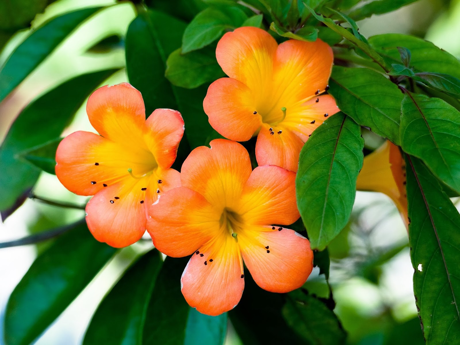 Hoa loa kèn cam độc đáo